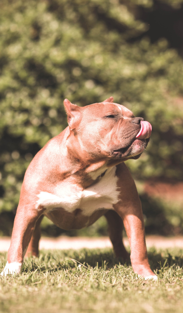 Питбуль облизался