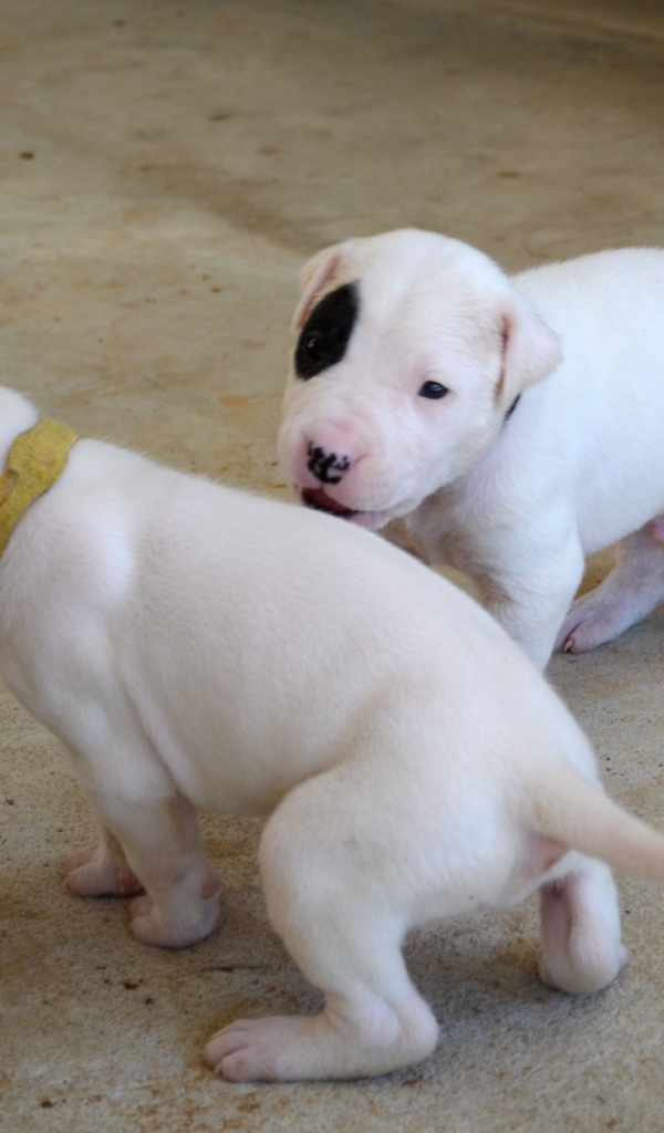 Игривые щенки аргентинского дога