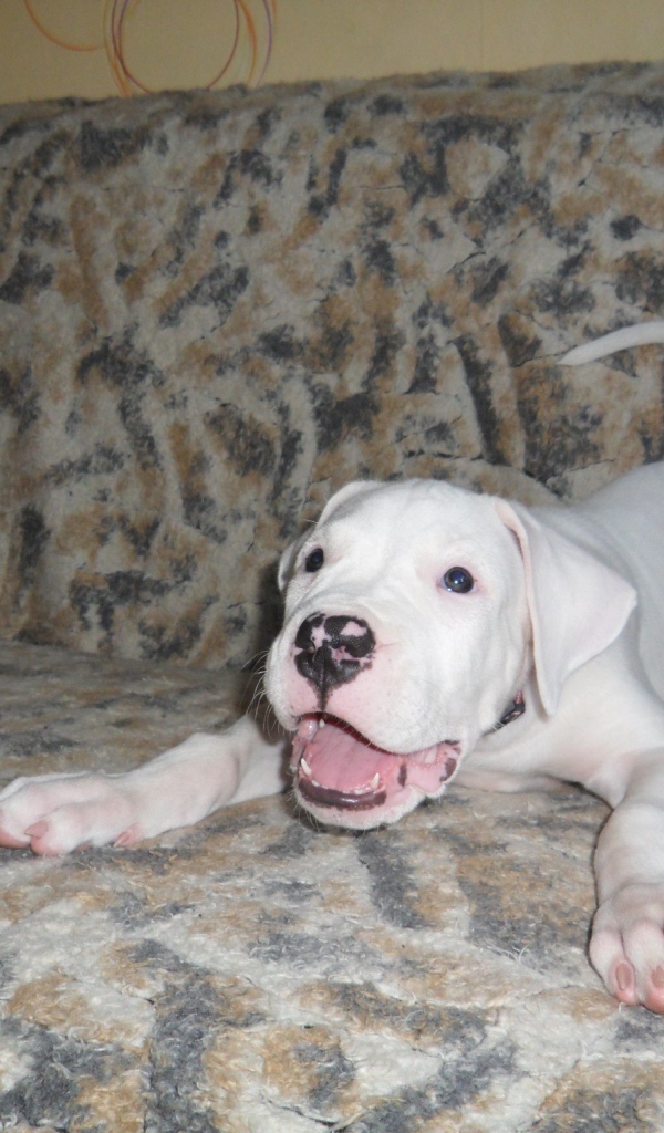 Игривый щенок аргентинского дога