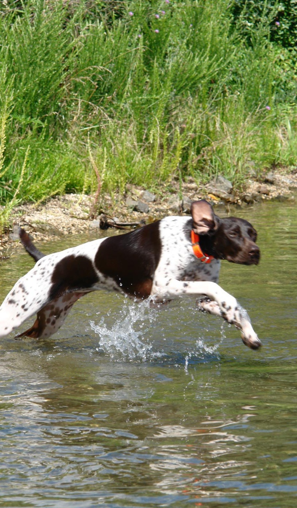 Пойнтер пересекает реку