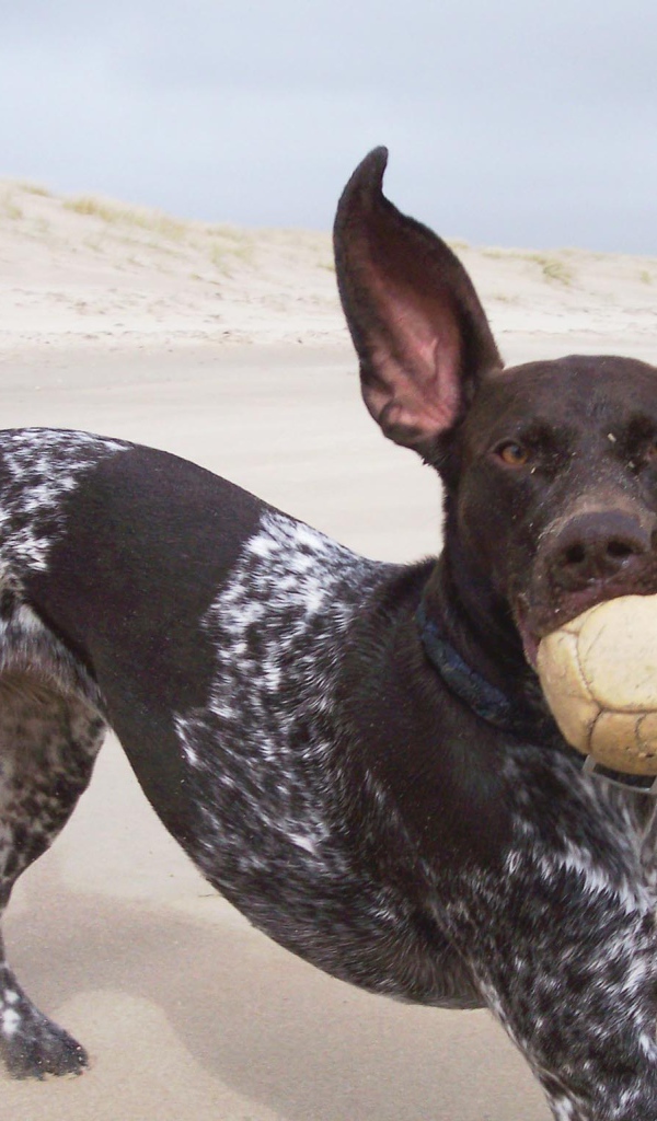 Пойнтер играет с мячом