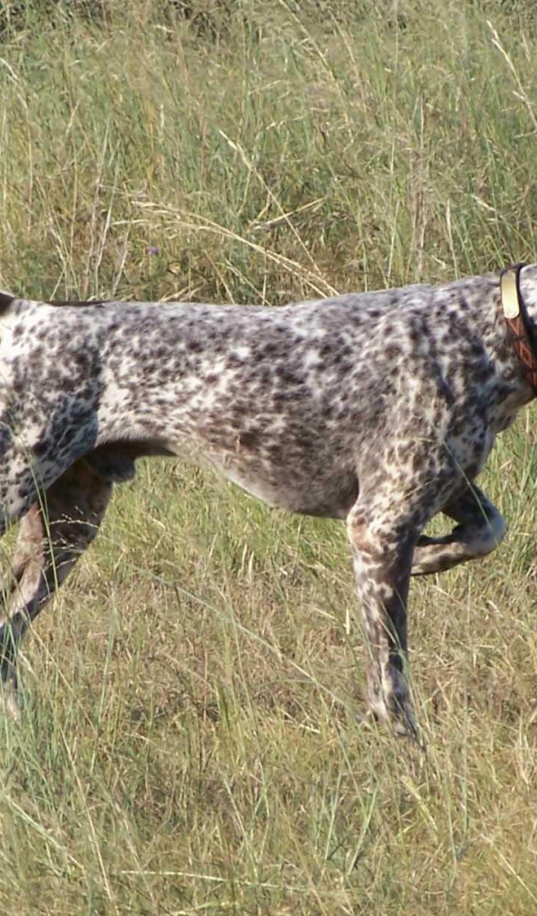 Пойнтер показывает путь