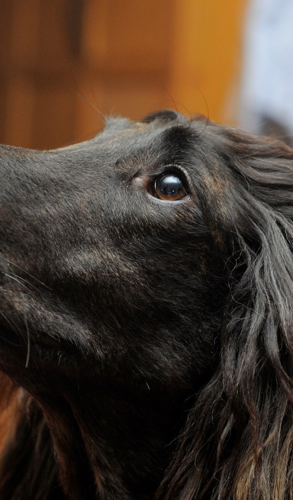 Портрет афганской борзой