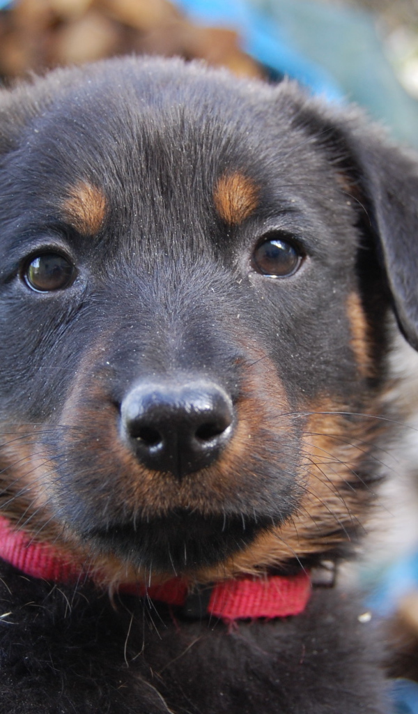 Портрет щенка босерона