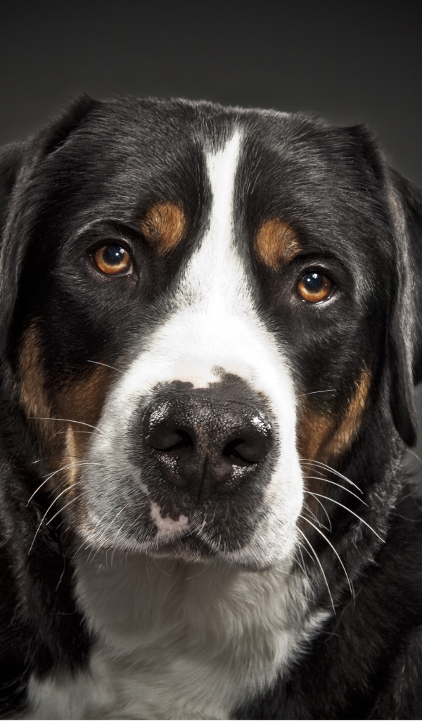 Портрет большого швейцарского зенненхунда