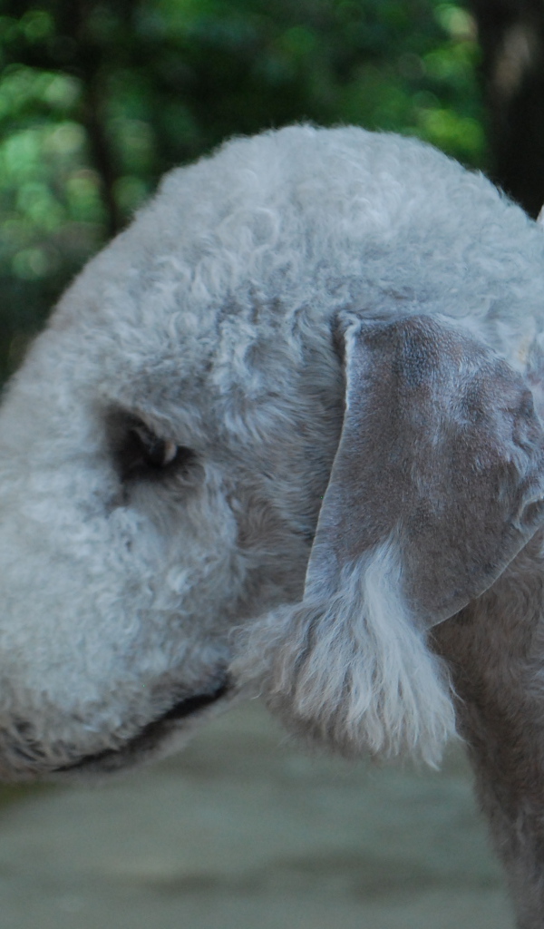 Портрет бедлингтон-терьера