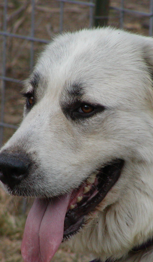 Портрет большой пиренейской собаки