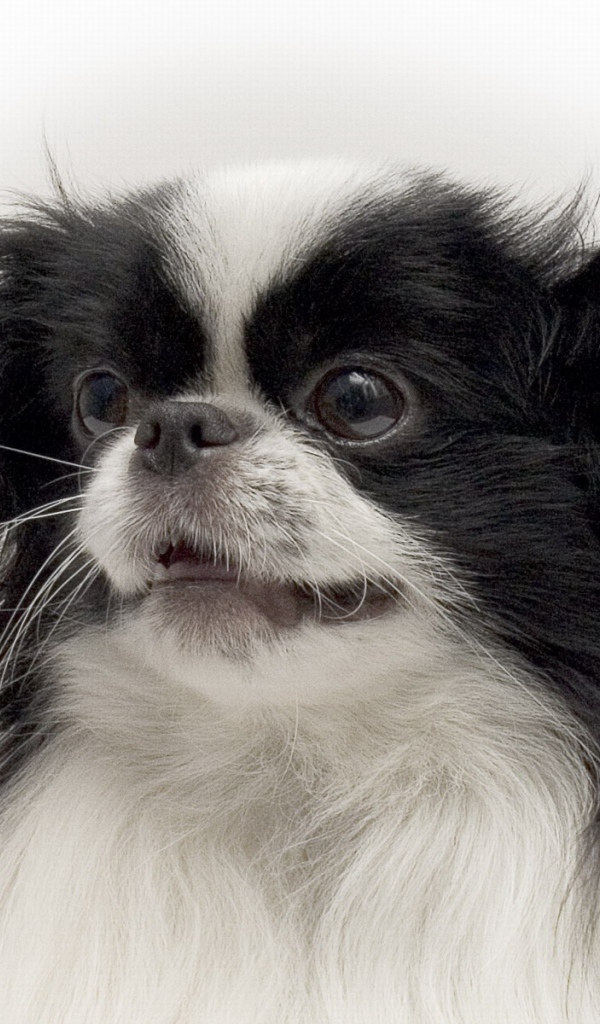 Портрет японского хина