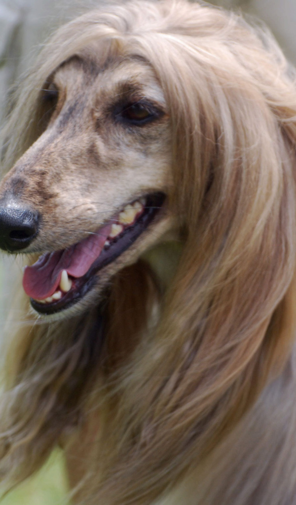 Портрет красивой афганской борзой