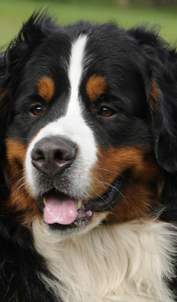 Портрет красивой бернской пастушьей собаки на фоне травы