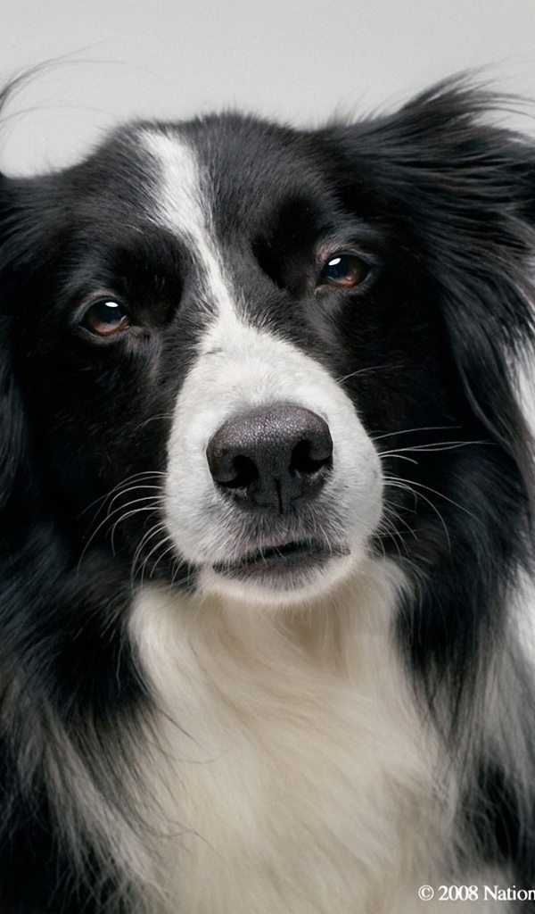 Портрет красивой бордер-колли на сером фоне