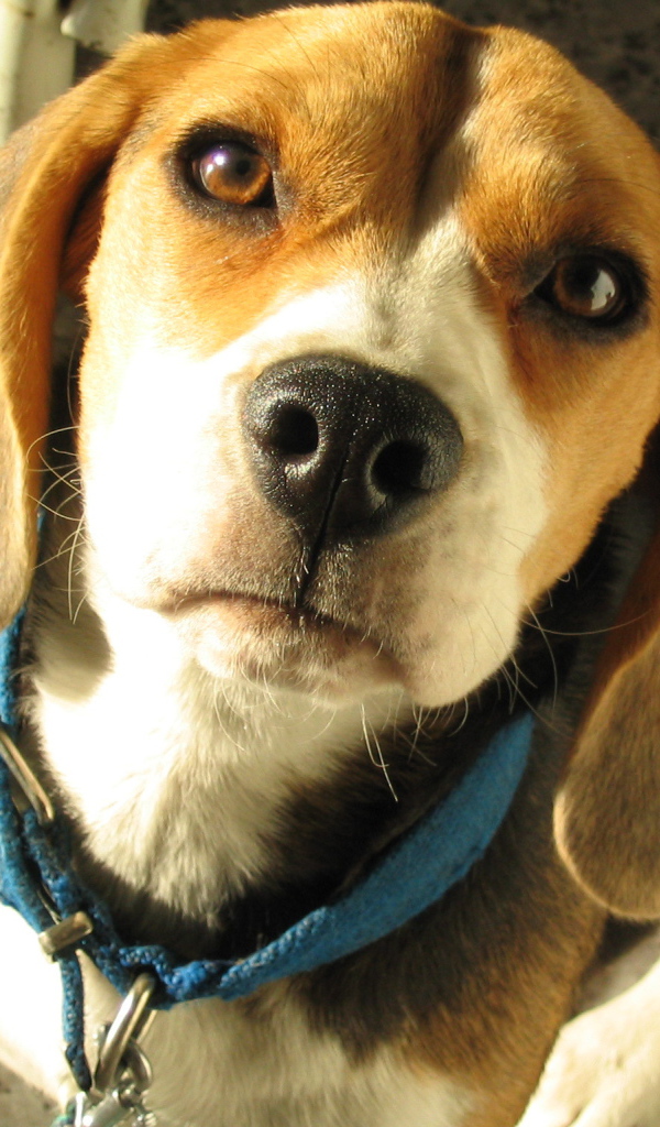 Портрет красивой собаки породы бигль