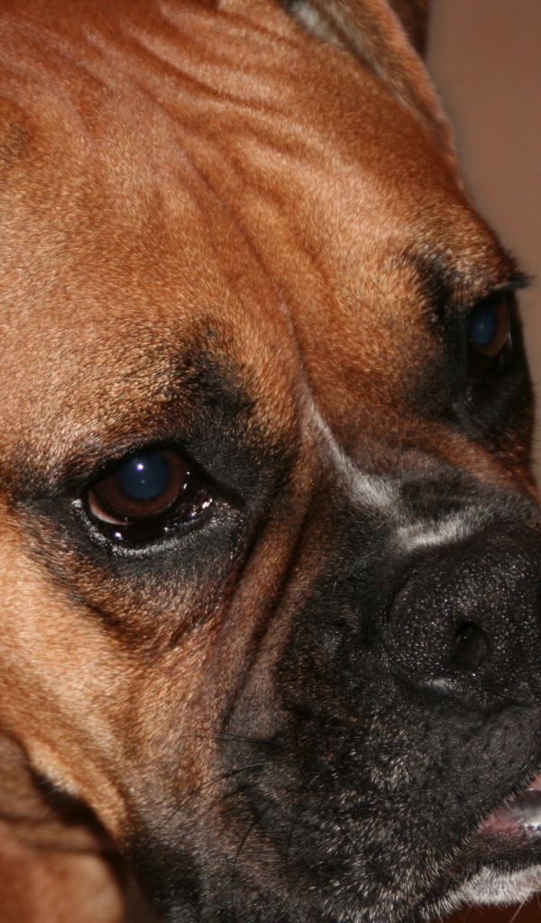 Портрет боксёра на коричневом фоне