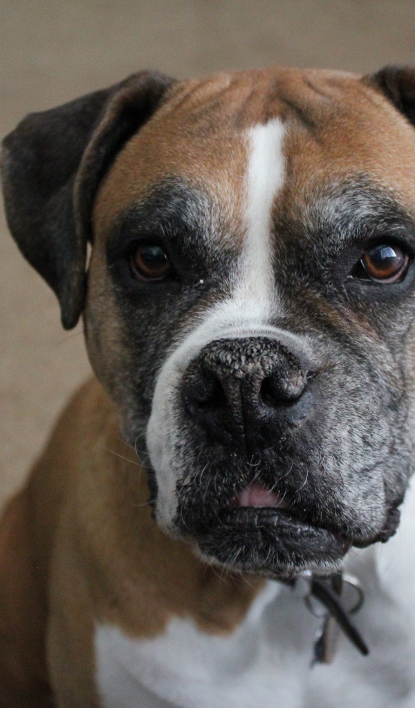 Портрет симпатичного боксёра