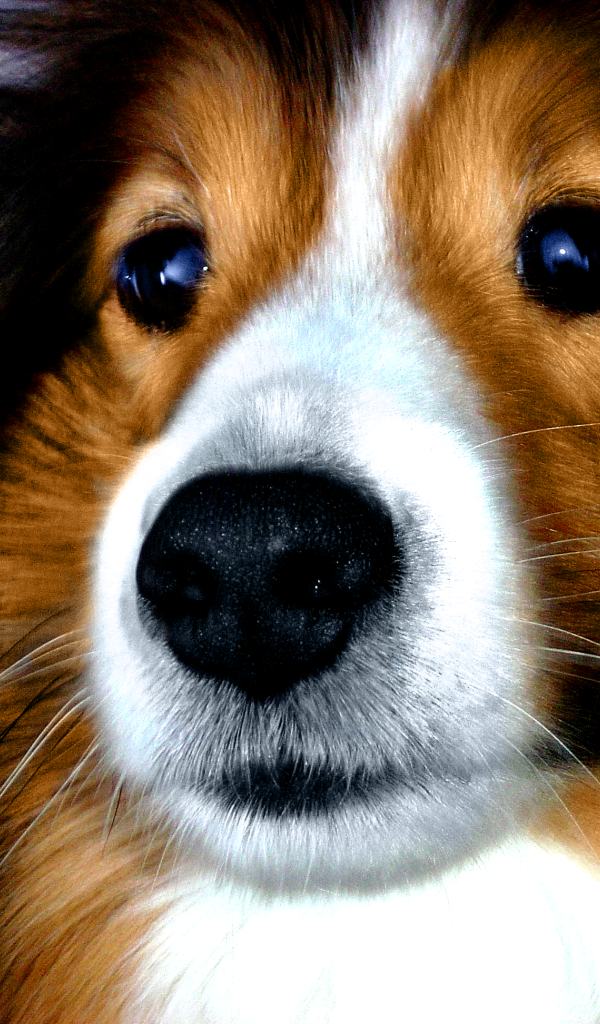 Портрет милой собаки породы шелти