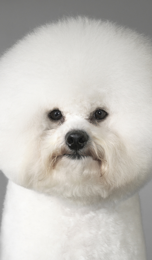 Портрет собаки породы бишон-фриз