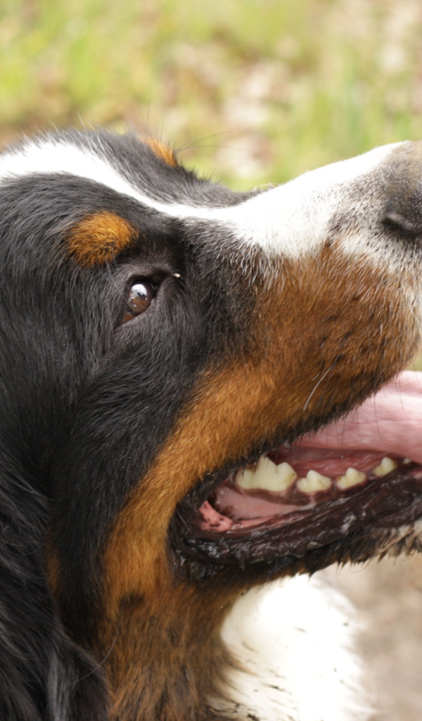 Портрет счастливой бернской пастушьей собаки