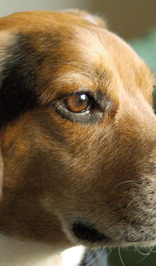 Портрет серьезной собаки породы бигль