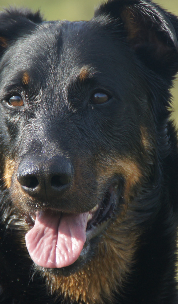 Портрет взрослого мокрого босерона