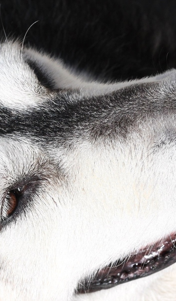 Портрет аляскинского маламута