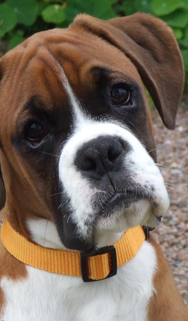 Портрет милого молодого боксёра