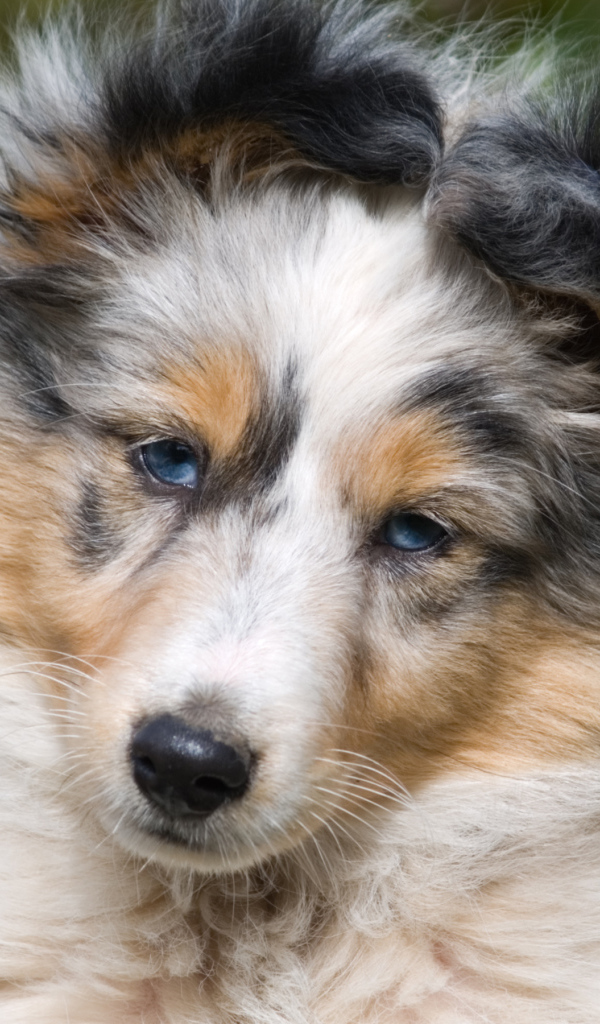 Портрет щенка породы шелти