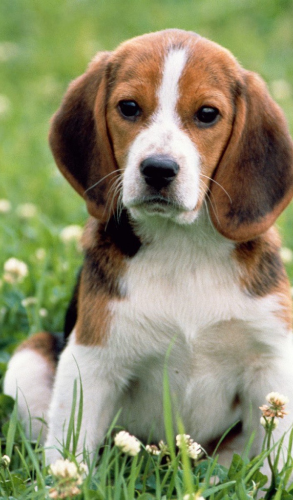 Pretty sad beagle dog