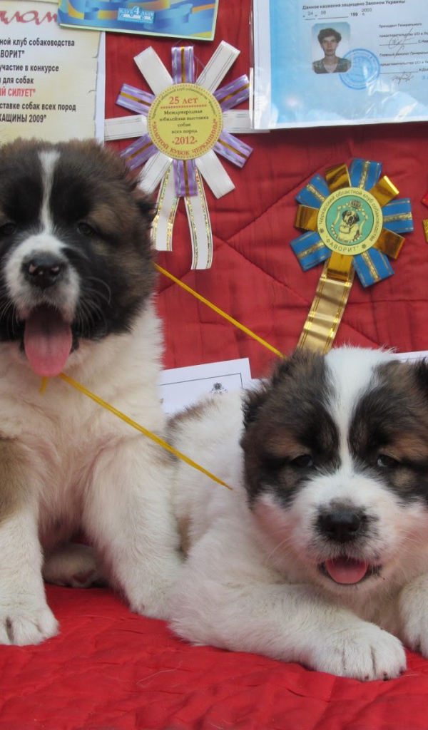 Prize winners Caucasian Shepherd puppies