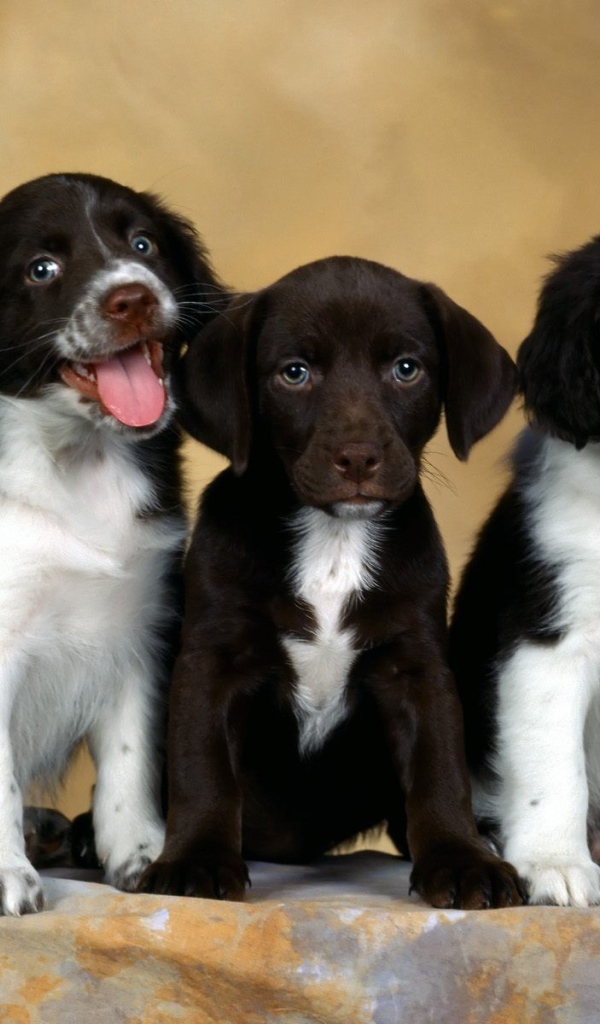Щенки английского спрингер-спаниеля