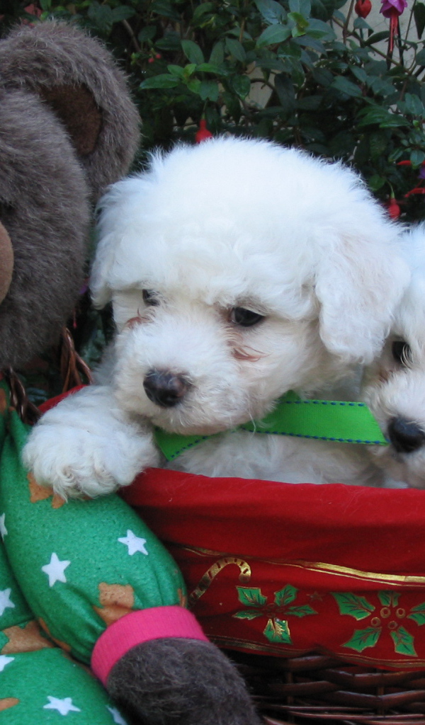 Щенки породы бишон-фриз и мягкая игрушка