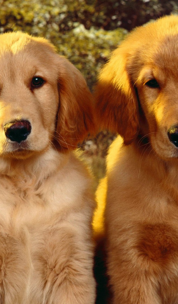 Щенки Золотого терьера