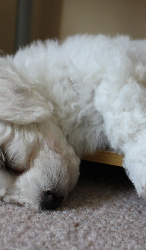 Щенок породы бишон-фриз заснул