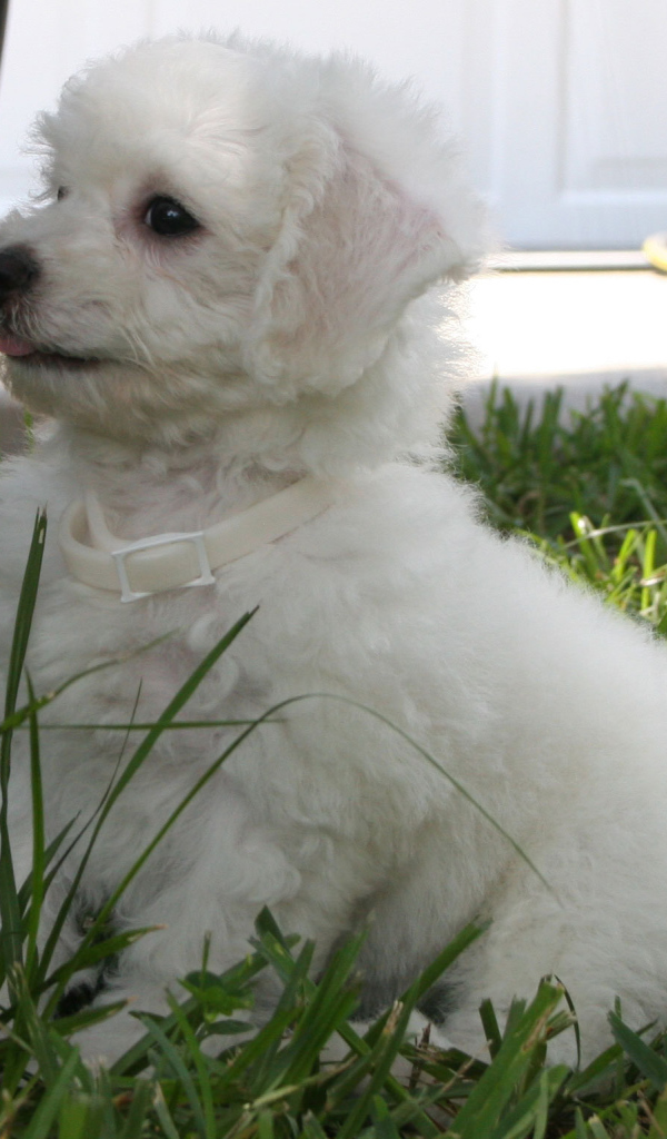 Щенок породы бишон-фриз возле машины