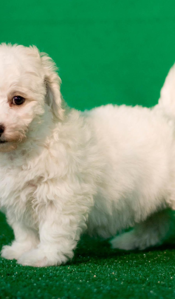Щенок породы бишон-фриз на зелёном фоне