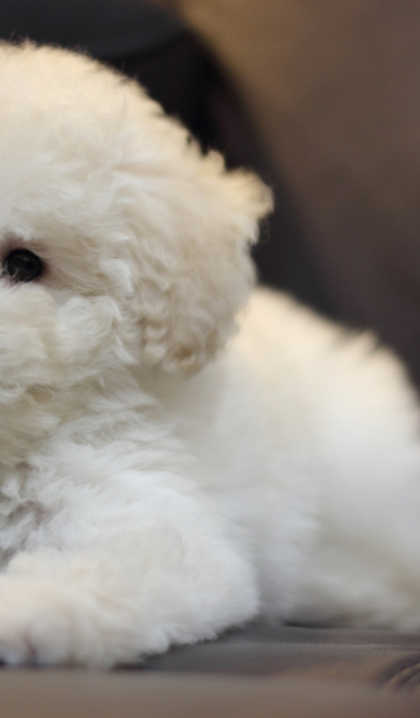 Щенок породы бишон-фриз на кожаном диване