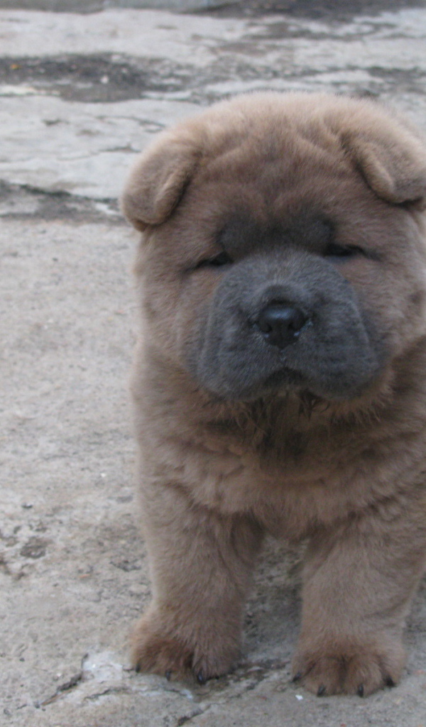 Щенок чау-чау на улице