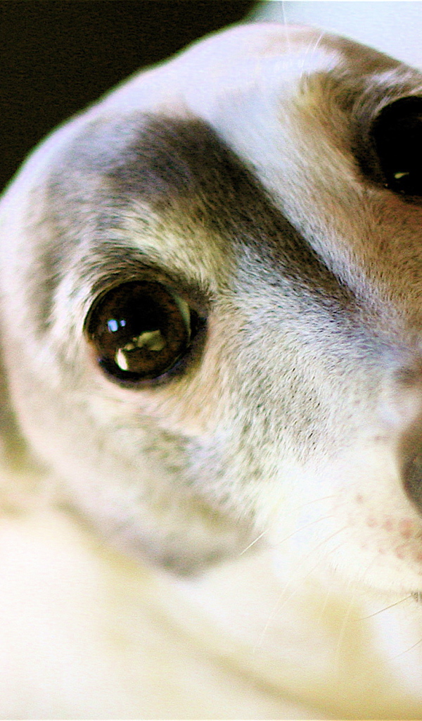 Грейхаунд щенок с большими черными глазами