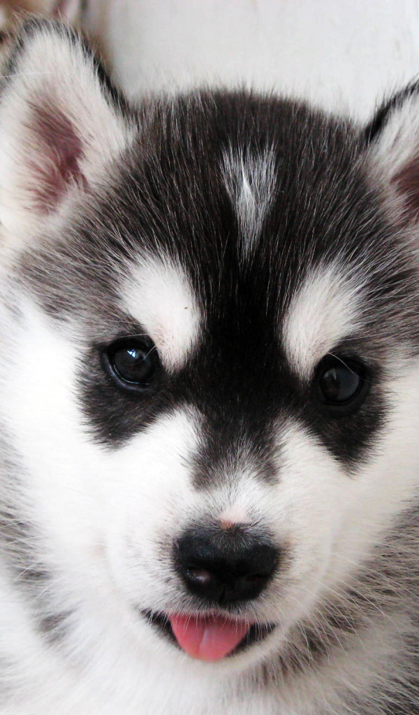 Щенок Сибирский хаски крупным планом