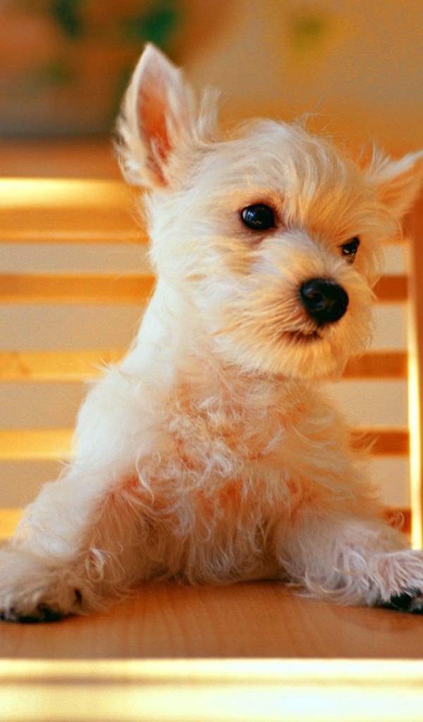 Щенок за столом