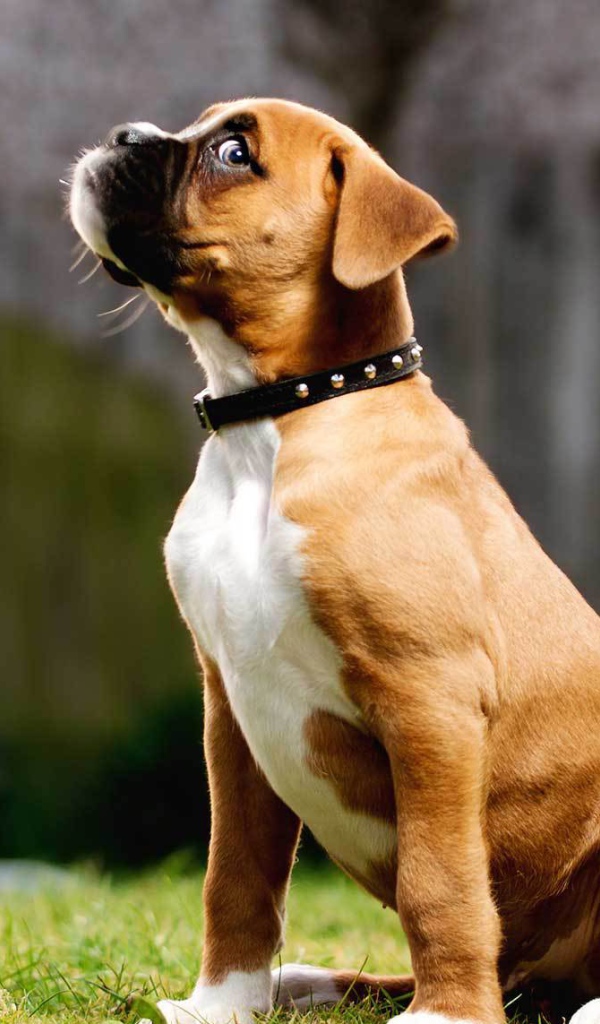 Щенок боксёра косится одним глазом