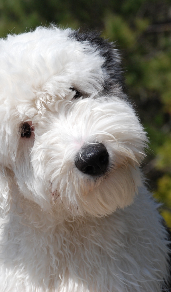 Щенок собаки породы бобтейл