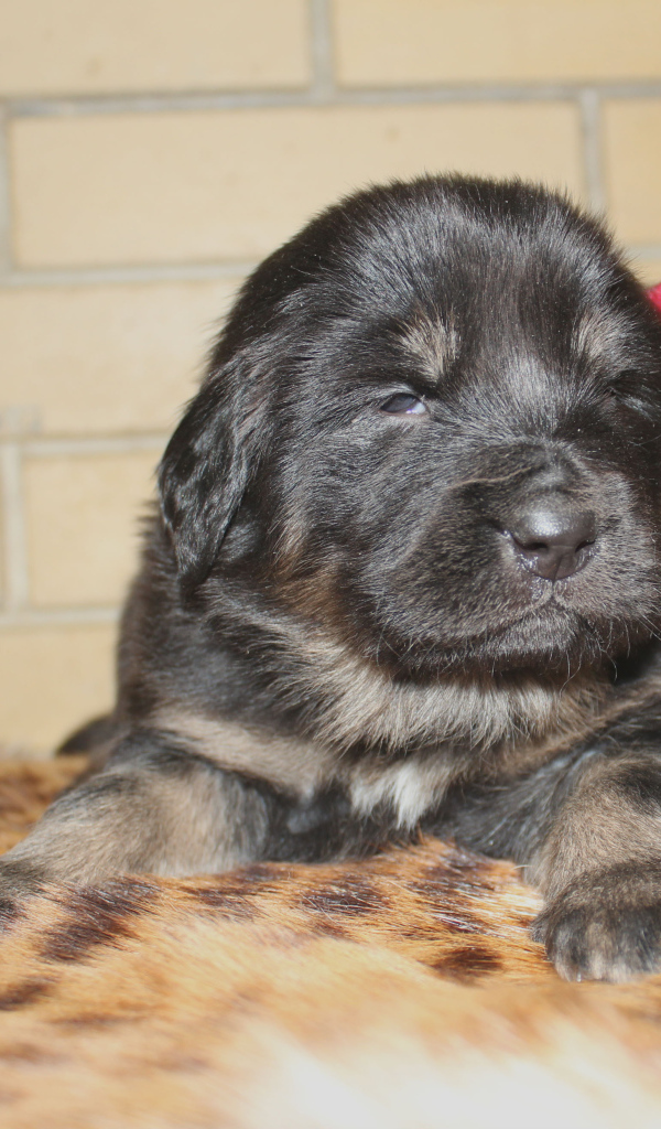 Щенок девочка тибетского мастифа