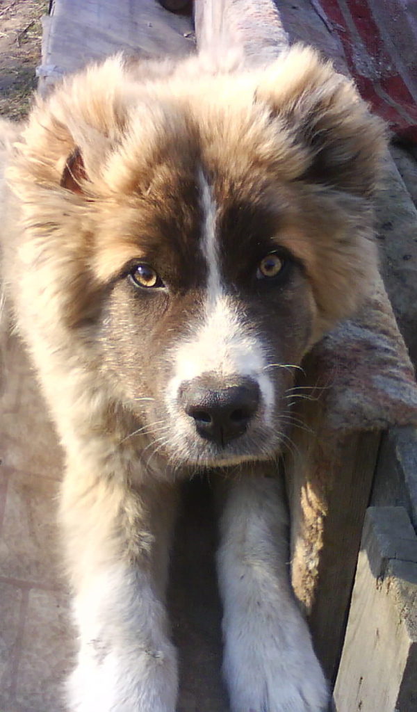 Щенок кавказской овчарки на скамейке