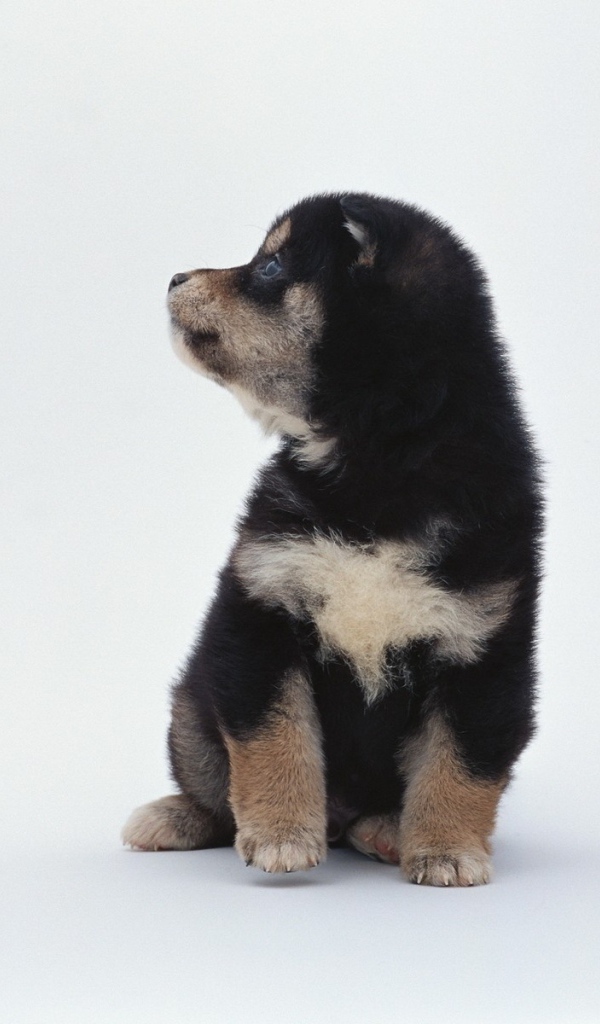 Щенок на белом фоне