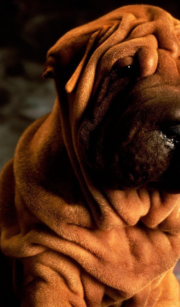 Щенок шарпей на темном фоне