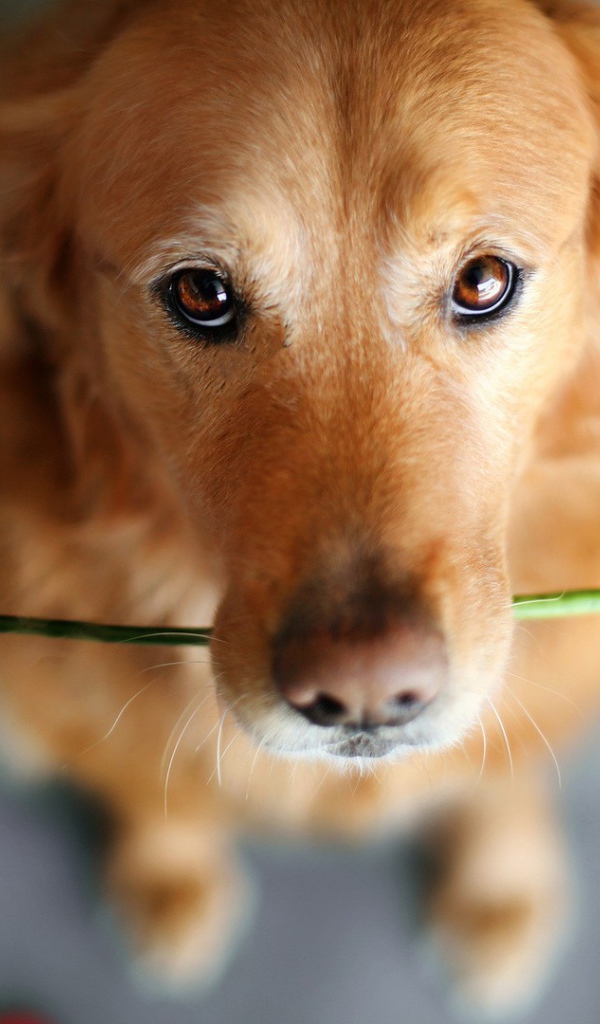 Роза своей хозяйке