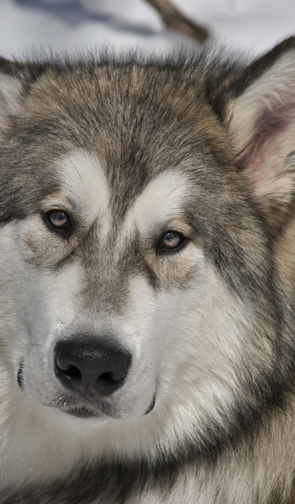 Грустный аляскинский маламут