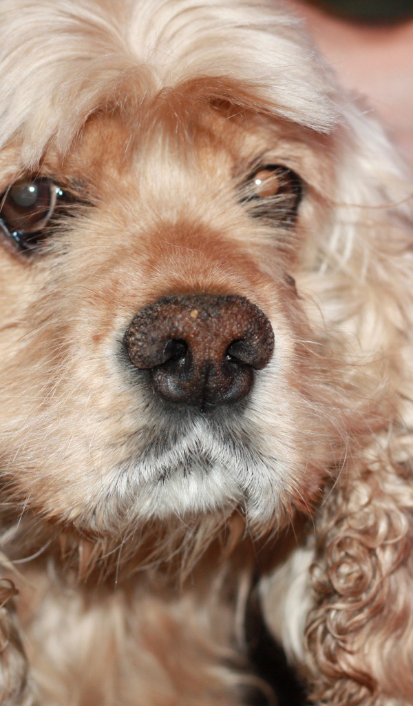 Грустный американский кокер-спаниель