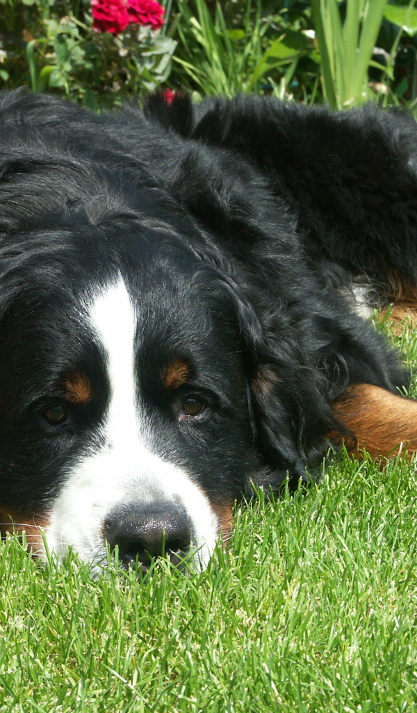 Грустная бернская пастушья собака на траве