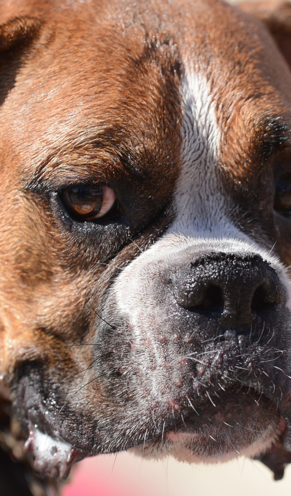 Грустный боксёр что-то увидел